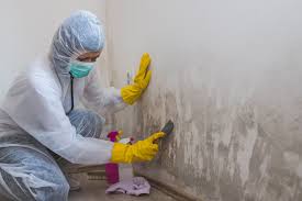 Why You Should Choose Our Mold Remediation Services in Bradner, OH